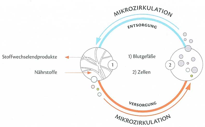 Mikrozirkulation Schema